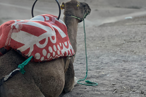 Marrakech: Kamelridning i Agafay-öknen, pool, middag, show.Agafay-öknen med kamelridning, pool, middag och show.