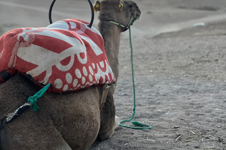 Marrakech: Kamelridning i Agafay-öknen, pool, middag, show.Agafay-öknen med kamelridning, pool, middag och show.