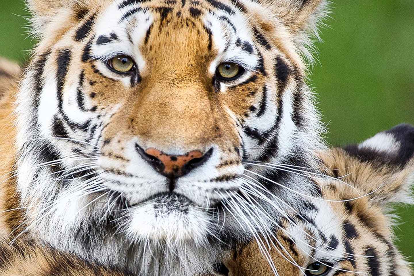 Biglietto d'Ingresso per il Nordens Ark