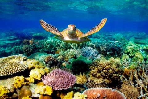 Santo: Tagestour zum Meeresschutzgebiet Dany Island mit Mittagessen