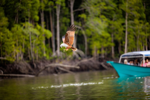 Langkawi:6 Hours Mangrove Night Safari with Pick Up & Dinner