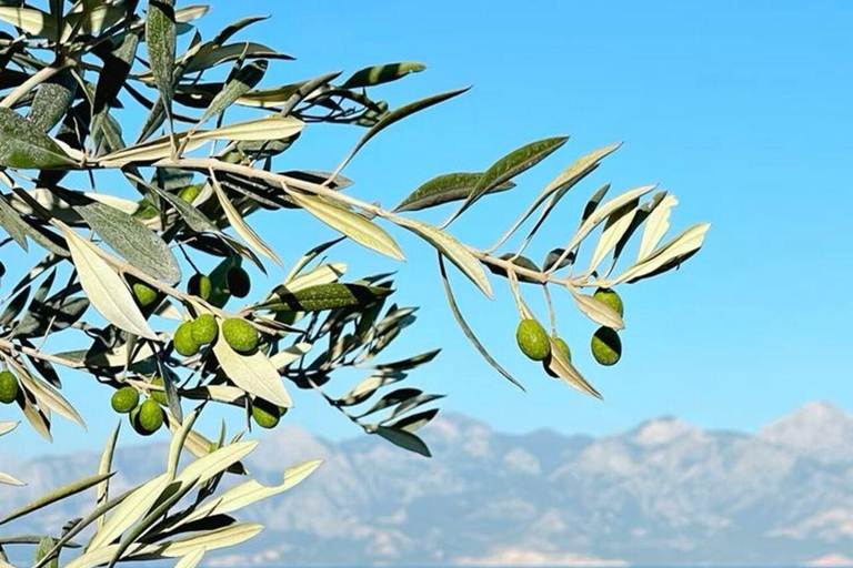 Chania: Cretan Flavors – Wine, Oil, Honey & Cheese Tasting From Kalyves/Almyrida: Authentic Cretan Flavours