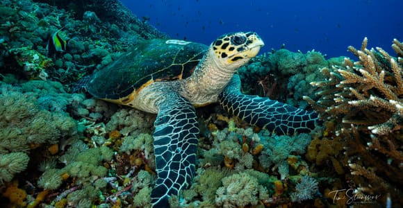 Amed/Tulamben: Beginner Scuba Day Trip, 2 Dives & Lunch