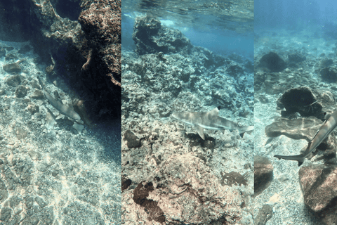Phi Phi Islands: Shark Snorkeling Phi Phi Islands: PRIVATE VIP Shark Snorkeling - 4h