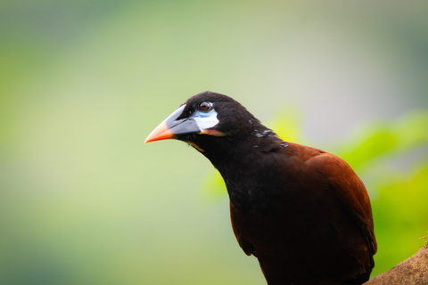 San José: Birdwatching Tour with Guide and Scope Private Birdwatching Tour