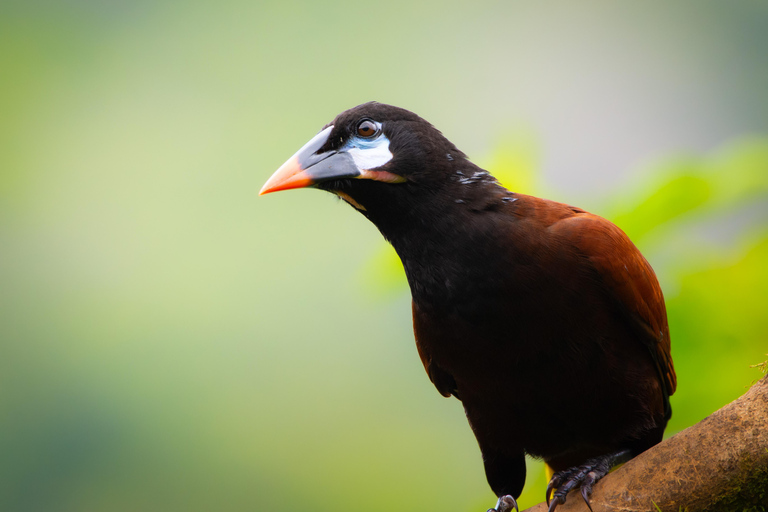 San José: Birdwatching Tour with Guide and Scope Private Birdwatching Tour