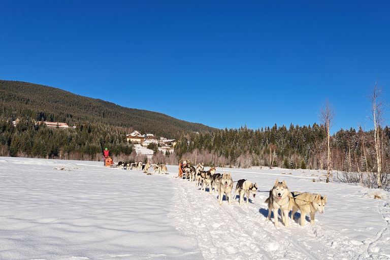 1.5-Hour Private Dog Sledding Tour in Harghita County