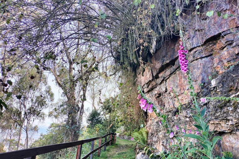 Bogotá: Monserrate Birdwatching Tour with Guide
