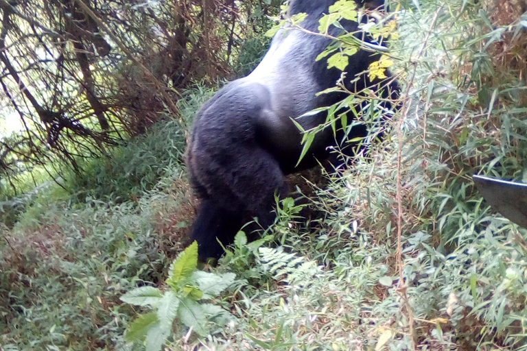 Gorilla Tracking in Bwindi National Park