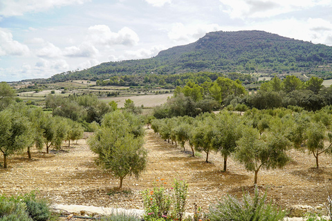 Mallorca Olive grove visit, Oil & Wine Tasting & Light Lunch Español Olive grove visit, olive oil and wine tasting, snack