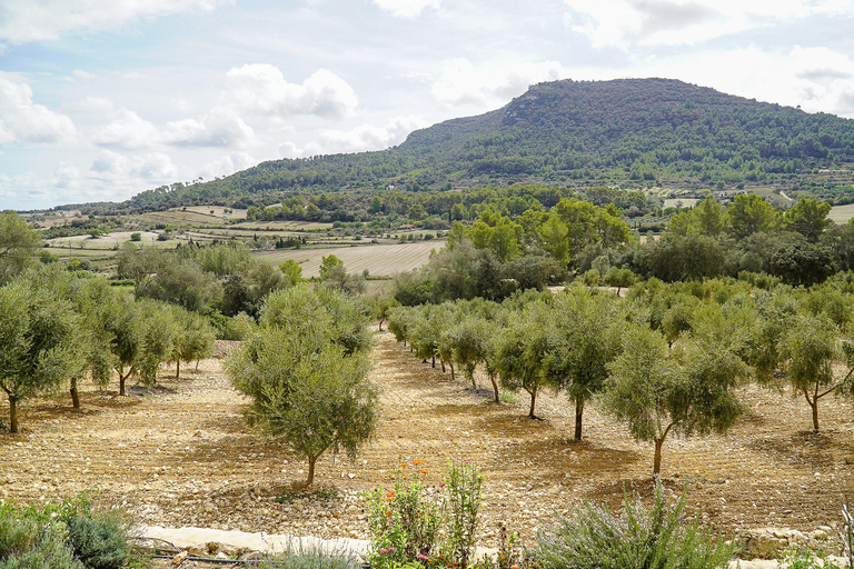 Mallorca Olive grove visit, Oil & Wine Tasting & Light Lunch Español Olive grove visit, olive oil and wine tasting, snack