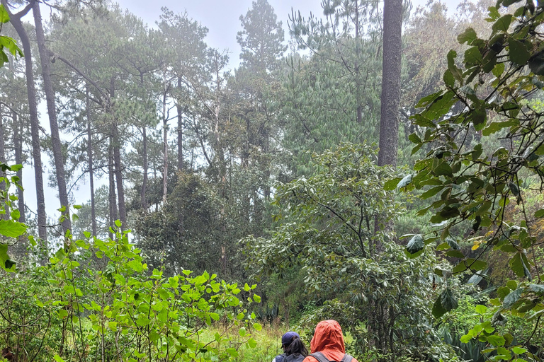 2-Day Sierra Norte Cloud Forest Adventure