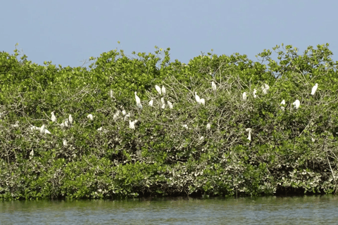 Sine Saloum: Shell Island and Bird Sanctuary