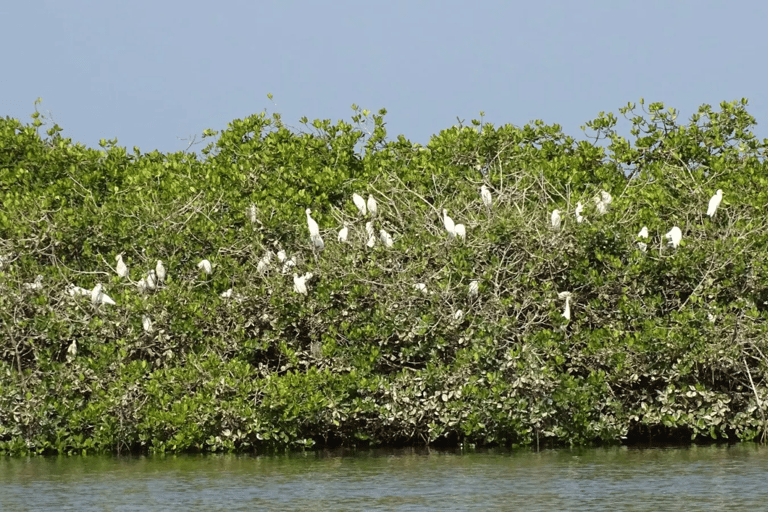 Sine Saloum: Shell Island and Bird Sanctuary
