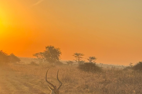 Nairobi Park Safari, Sheldrick's Orphanage & Giraffe Center Shared Drive in Open-Roof Van Game Drive