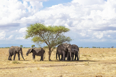 Tanzania: Escapada de luna de miel de 10 días al Serengeti y Zanzíbar