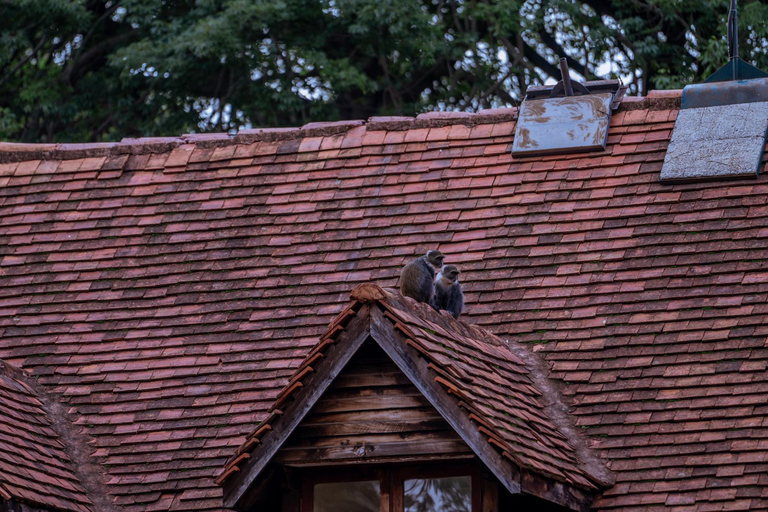 Nairobi: National Park Game Drive with Local Guide