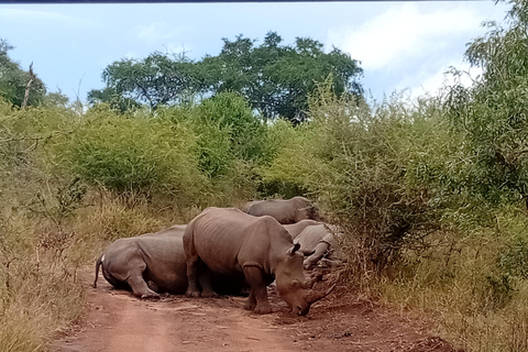 Eswatini: Rhino Walk in Hlane Royal National Park