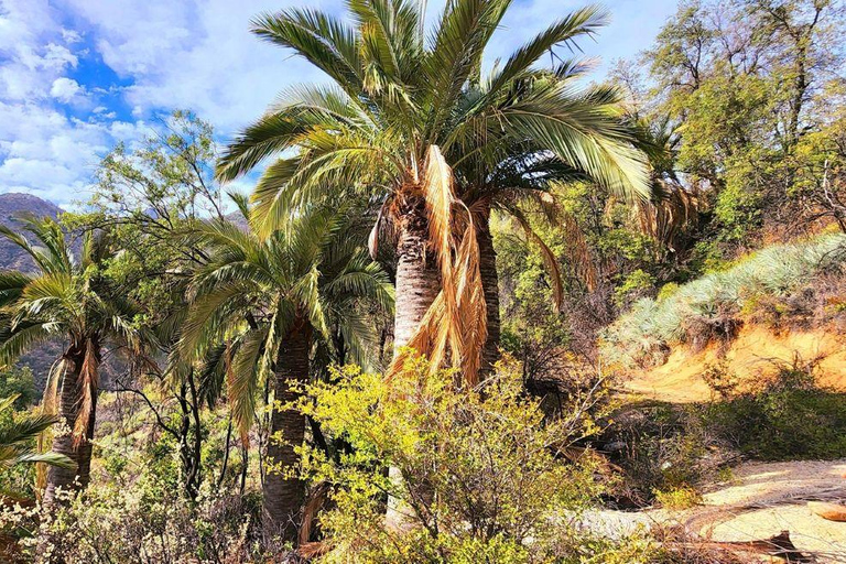 Santiago: La Campana National Park &amp; Olmué Private Tour