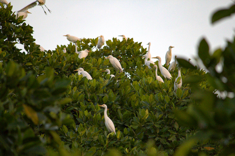 Semporna: Mangrove Cruise, Fireflies, Dinner & Transfer