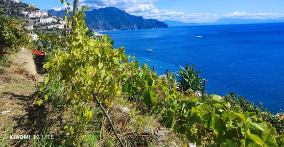 Amalfi Vineyard, Historic Wine Cellar and Lemon Grove