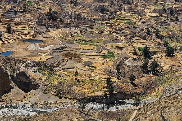 From Puno: Colca Canyon Expedition, Ending in Arequipa