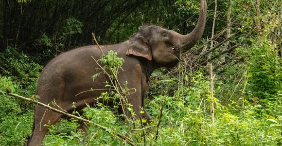 Phuket : Experience feeding and bathing elephants 1.5 Hrs.