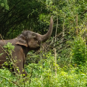 Phuket: Experience feeding and bathing elephants 1.5 Hrs.