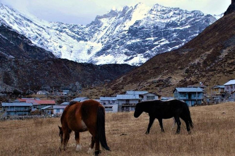 From Kathmandu: 5 Days Langtang Valley Nature Explore Trek