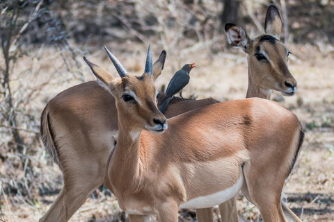 Vanuit Kaapstad: 2-daagse safari @ 4Star Garden Route Game LodgeTuinroute 2-daags