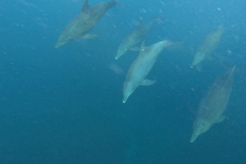 Zanzibar dolphins+ snokling at mnemba with turles swimming