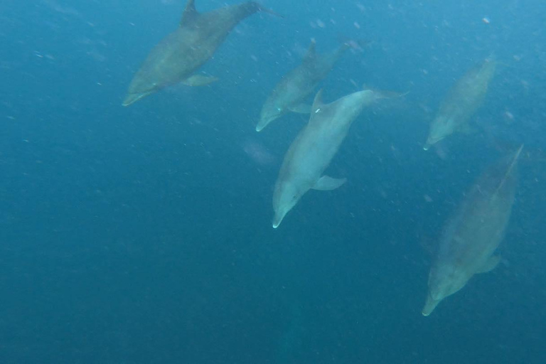 Tour dei delfini e nuoto con le tartarughe marine e grotta di Kuza