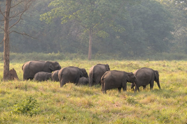 Rishikesh: Jhilmil Jheel Jeep Safari in Rajaji National Park
