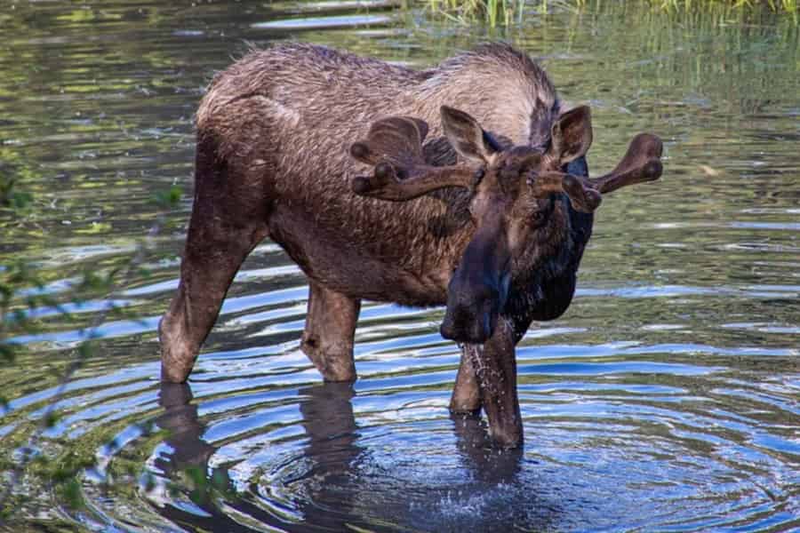 Transfer von Anchorage nach Seward und Wildtiertour. Foto: GetYourGuide Transfer von Anchorage nach Seward und Wildtiertour. Foto: GetYourGuide