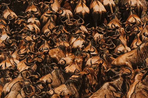 Maasai Mara : 3-Day Great Migration Luxury Safari