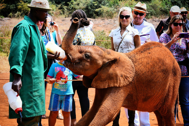 Nairobi: Karen Blixen, Elephant Orphanage & Giraffe Center