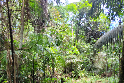 JUATINGA: 4-tägige Tour ATLANTISCHER WALD und STRÄNDE - PARATY - RIO DE JANEIRO