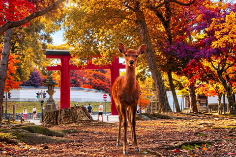 Osaka: Nara, Kyoto, and Arashiyama Day Trip with Train Ride Small Group (1–13 People, Meeting Point Pickup)