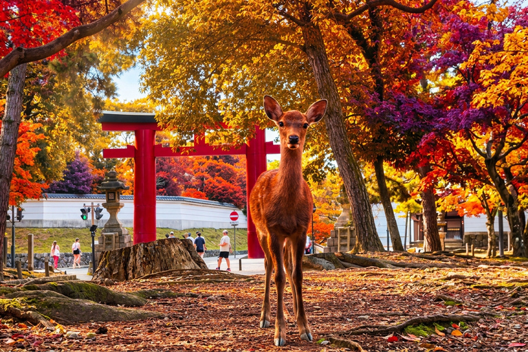 Osaka: Nara, Kyoto, and Arashiyama Day Trip with Train Ride Small Group (1–13 People, Meeting Point Pickup)