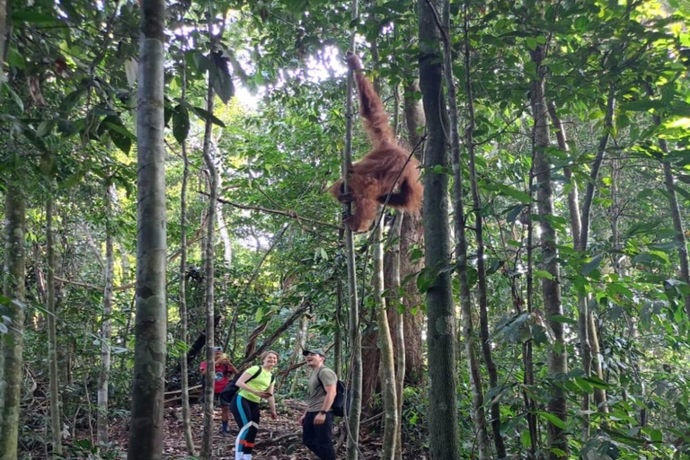 Sumatra: 3-Day Unique Jungle Experience & Exploring Wildlife
