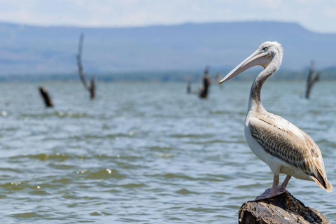 Lake Naivasha and Crescent Island Game Sanctuary Day Trip