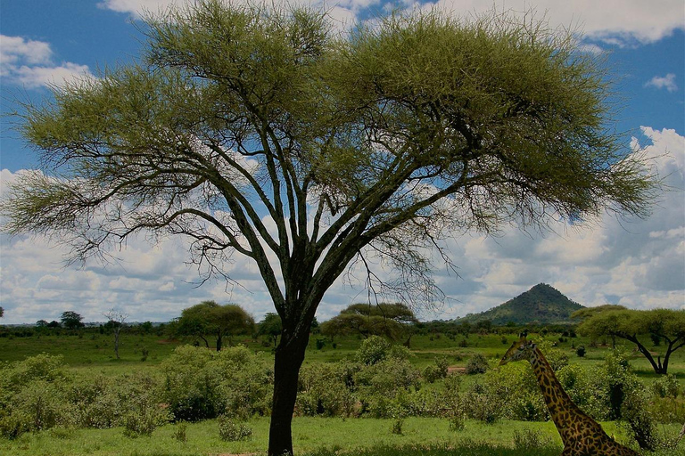 INOLVIDABLE EXCURSIÓN DE UN DÍA DE ZANZÍBAR A NYERERE NP EN AVIÓN