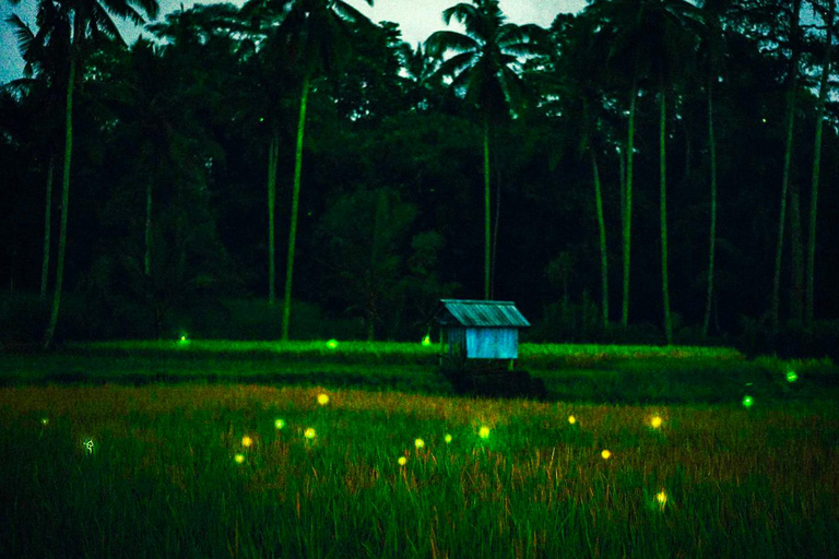 Bali: Magical Night Firefly Tour & Authentic Culture insight