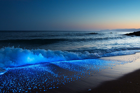Vieques: Bioluminescent Bay Clear Bottom Kayaking