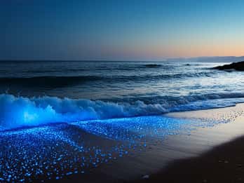 Vieques: Bioluminescent Bay Clear Bottom Kayaking