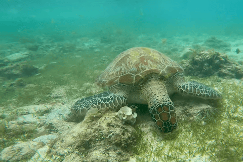 Cebu: Przygoda z nurkowaniem z rekinami wielorybimi w Oslob i Moalboal
