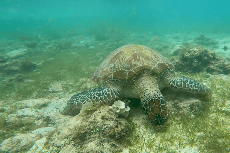 Cebu: Przygoda z nurkowaniem z rekinami wielorybimi w Oslob i Moalboal