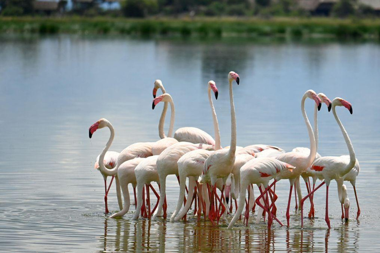 Nairobi: Lake Nakuru National Park and Lake Naivasha Tour