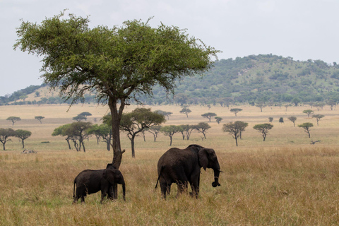 Safari alla scoperta dei gorilla con Massai Mara in KenyaSafari con i gorilla nel Masai Mara, Kenya