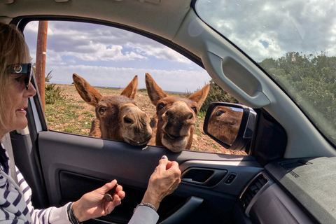 Cyprus Karpaz Peninsula Tour with Guide